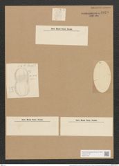 Nitzschia panduriformis var. lata (Witt.) Grun. (de-Toni-Nr.: Genus 47, Species 2012) Zeichnungen Sammlung Grunow Nr. 3979 (NHMW-BOT-W0371755)